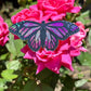 Pink Monarch Butterfly Glittery Sticker